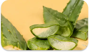 Aloe vera