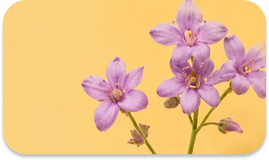 Allantoin