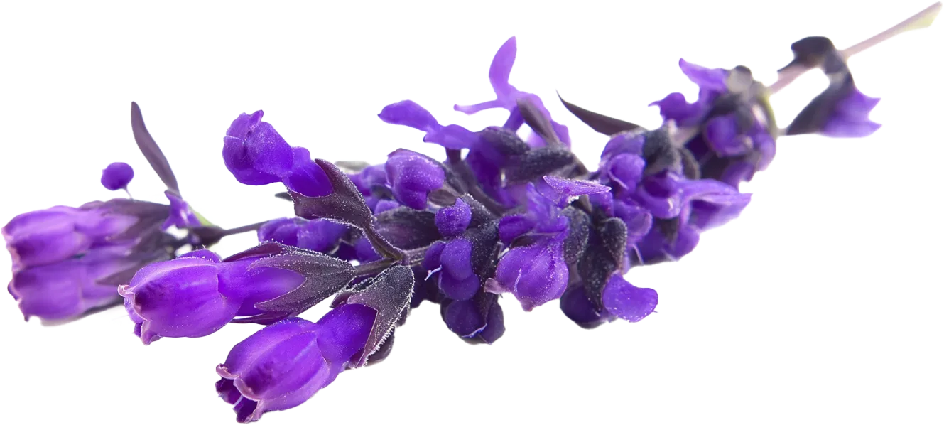 Allantoina
