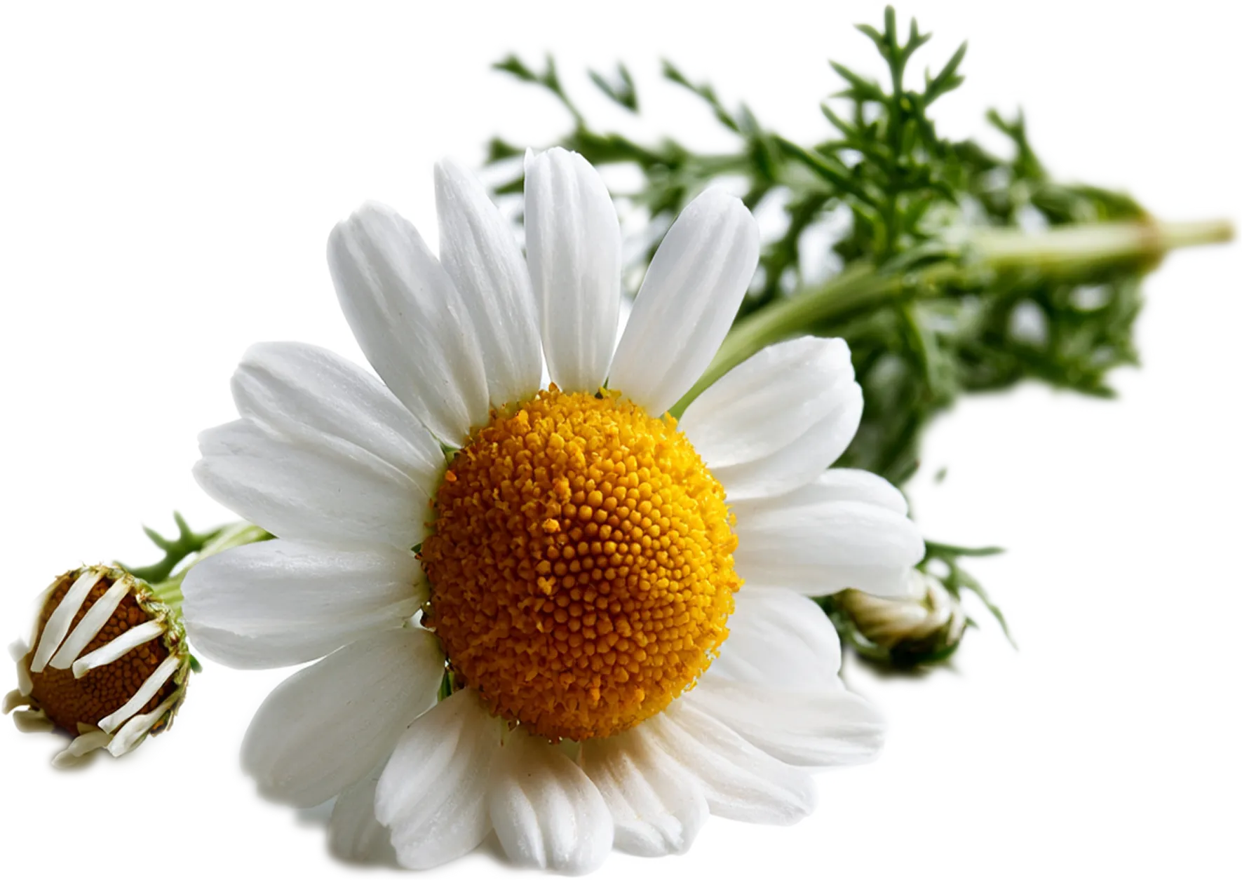 Extract de Mușețel (Chamomilla Recutita Flower Extract)