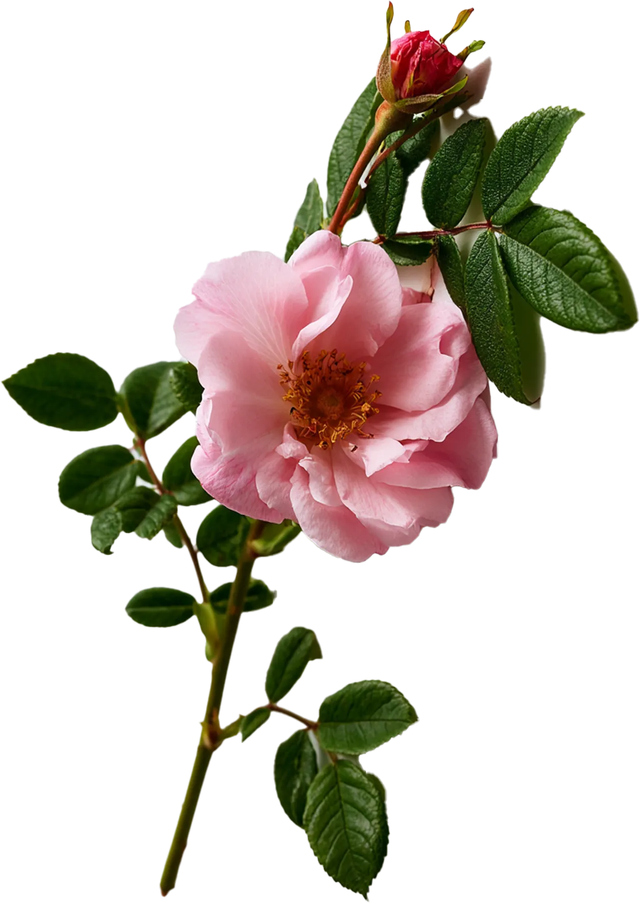 Extract de Trandafir (Rosa Gallica Flower Extract)
