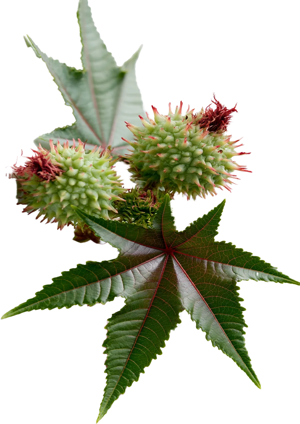 Ulei de Ricin (Ricinus Communis Seed Oil)